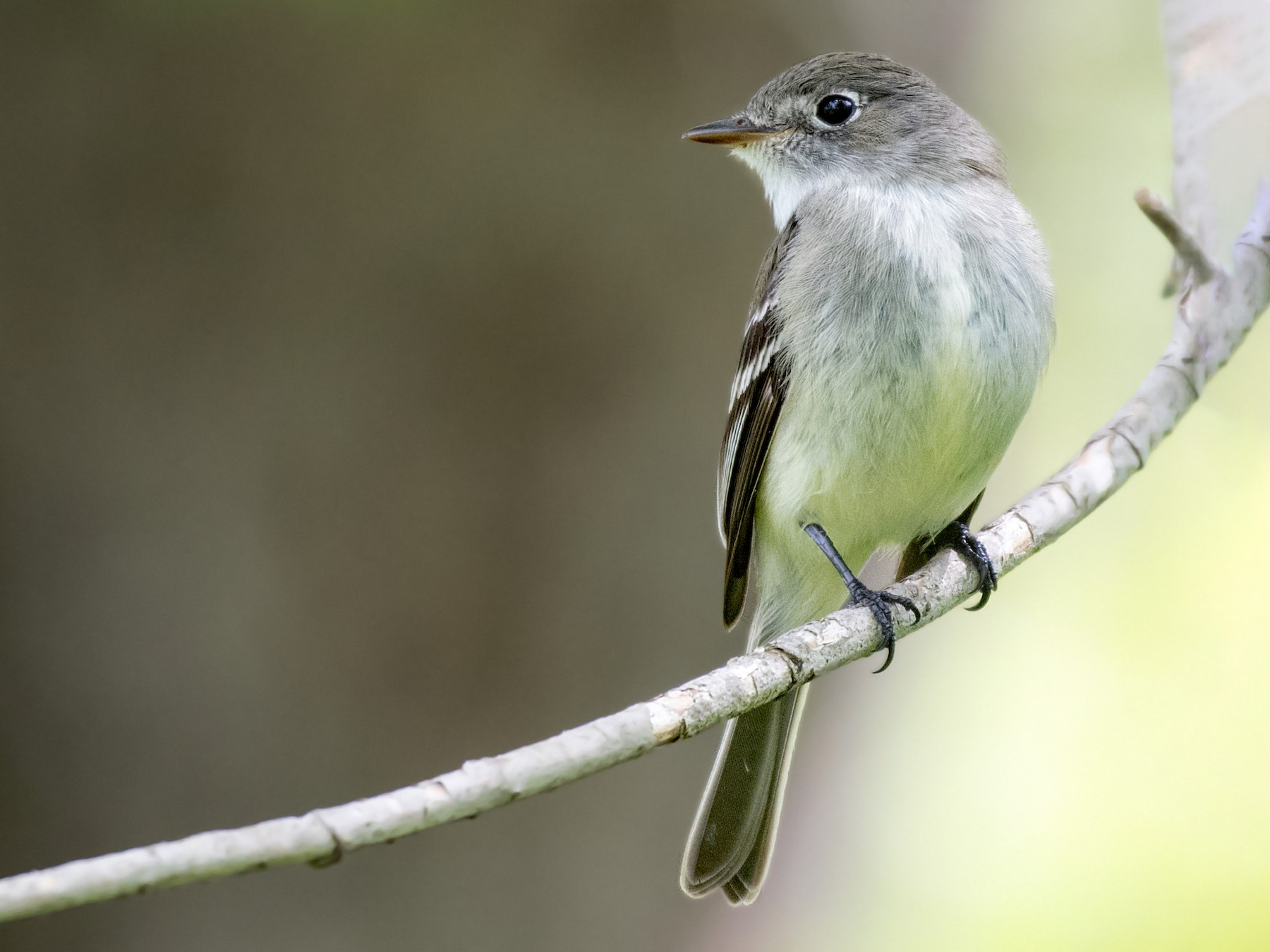 Least Flycatcher Ebird 