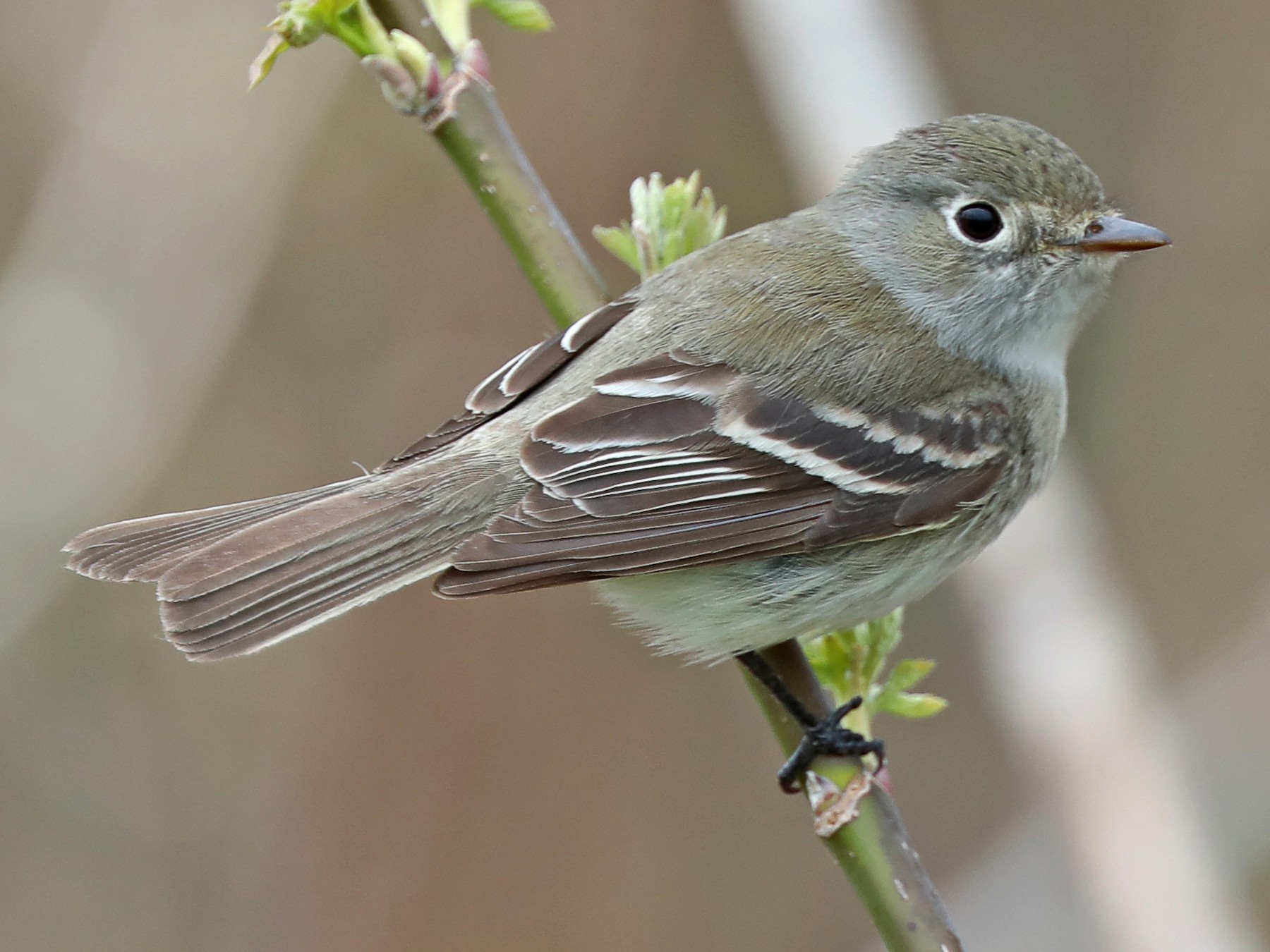 Least Flycatcher - Daniel Jauvin