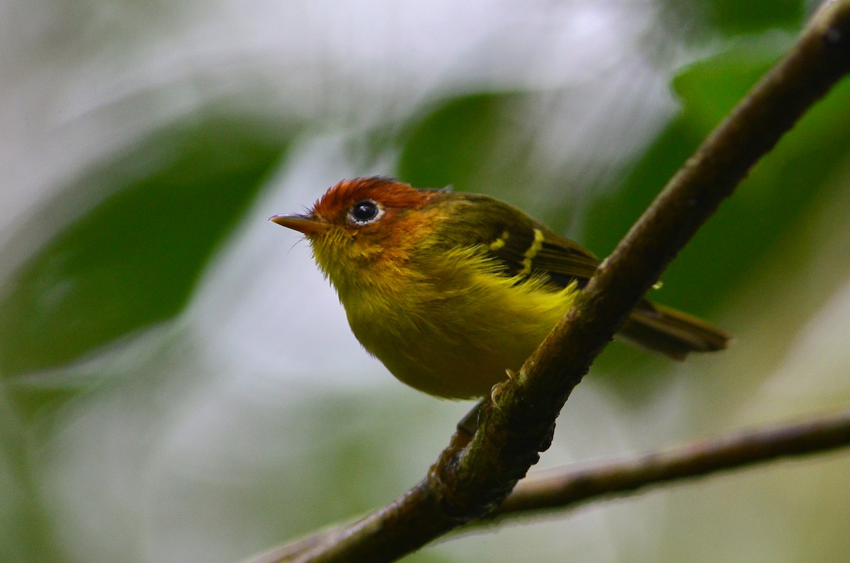Yellow-breasted Warbler - ML30183121