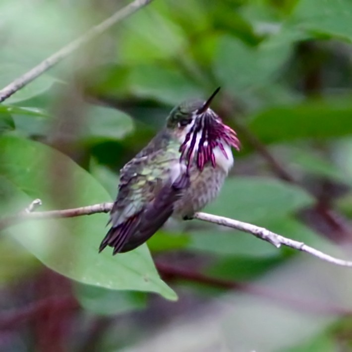 Calliope Hummingbird - ML30183131