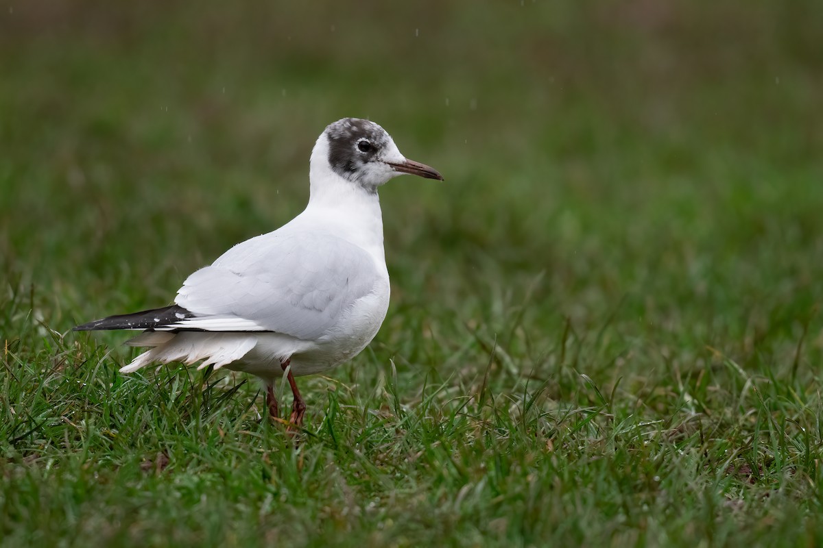Mouette rieuse - ML301832781