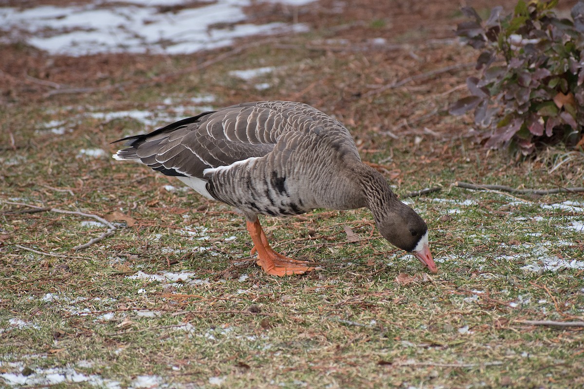 Greater White-fronted Goose - ML301832871