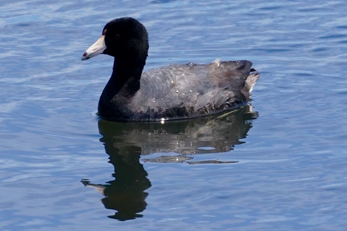 American Coot (Red-shielded) - Euan Aitken