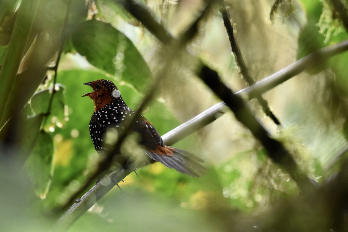 Ocellated Tapaculo - ML301841441