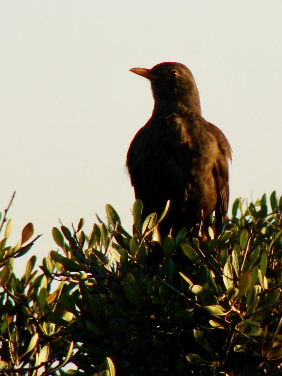 Eurasian Blackbird - ML301842171