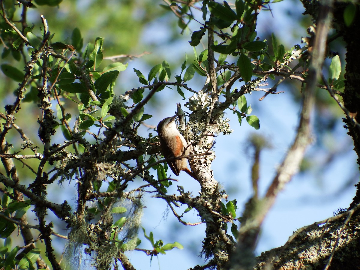 Stripe-crowned Spinetail - Bobby Wilcox