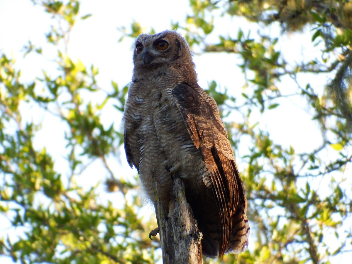 Great Horned Owl - ML301843931
