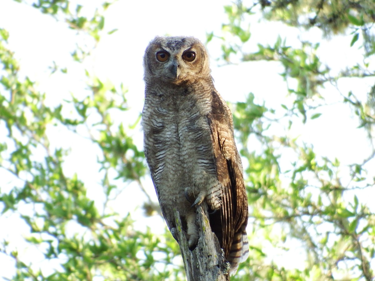 Great Horned Owl - ML301843951