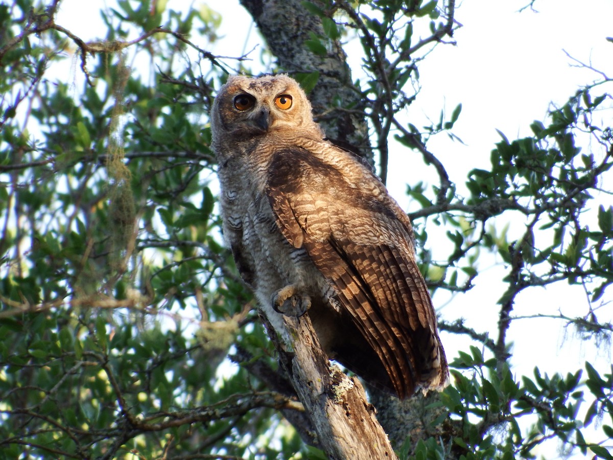 Great Horned Owl - ML301844421