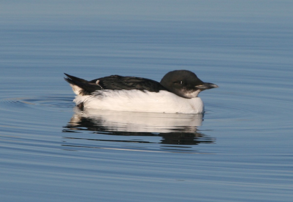 Thick-billed Murre - James (Jim) Holmes