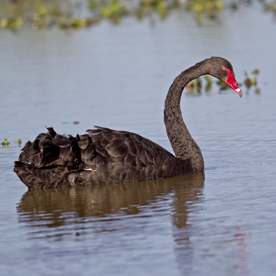 Black Swan - ML30184891