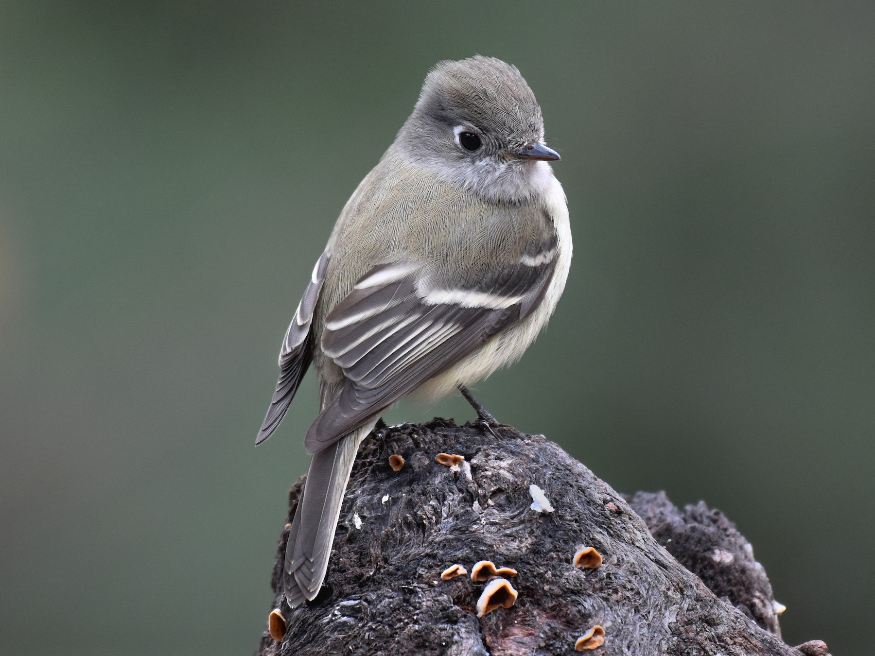 Papamoscas de Hammond - eBird
