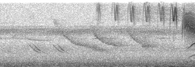klippetyrann (bellicosa/pallidior) - ML30185