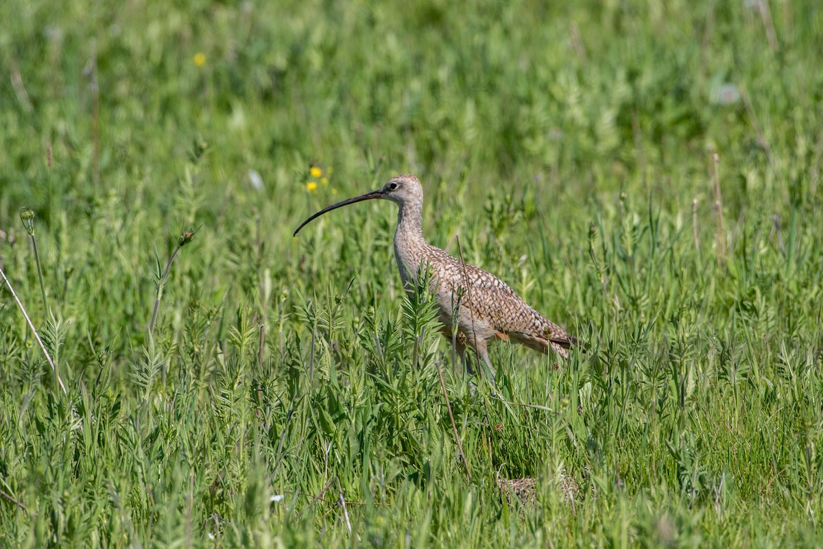 Long-billed Curlew - Jeff Langford