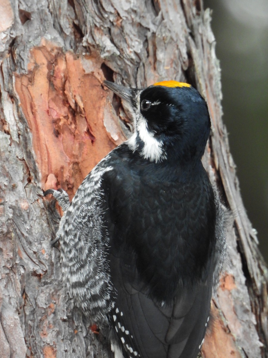 Black-backed Woodpecker - ML301853691