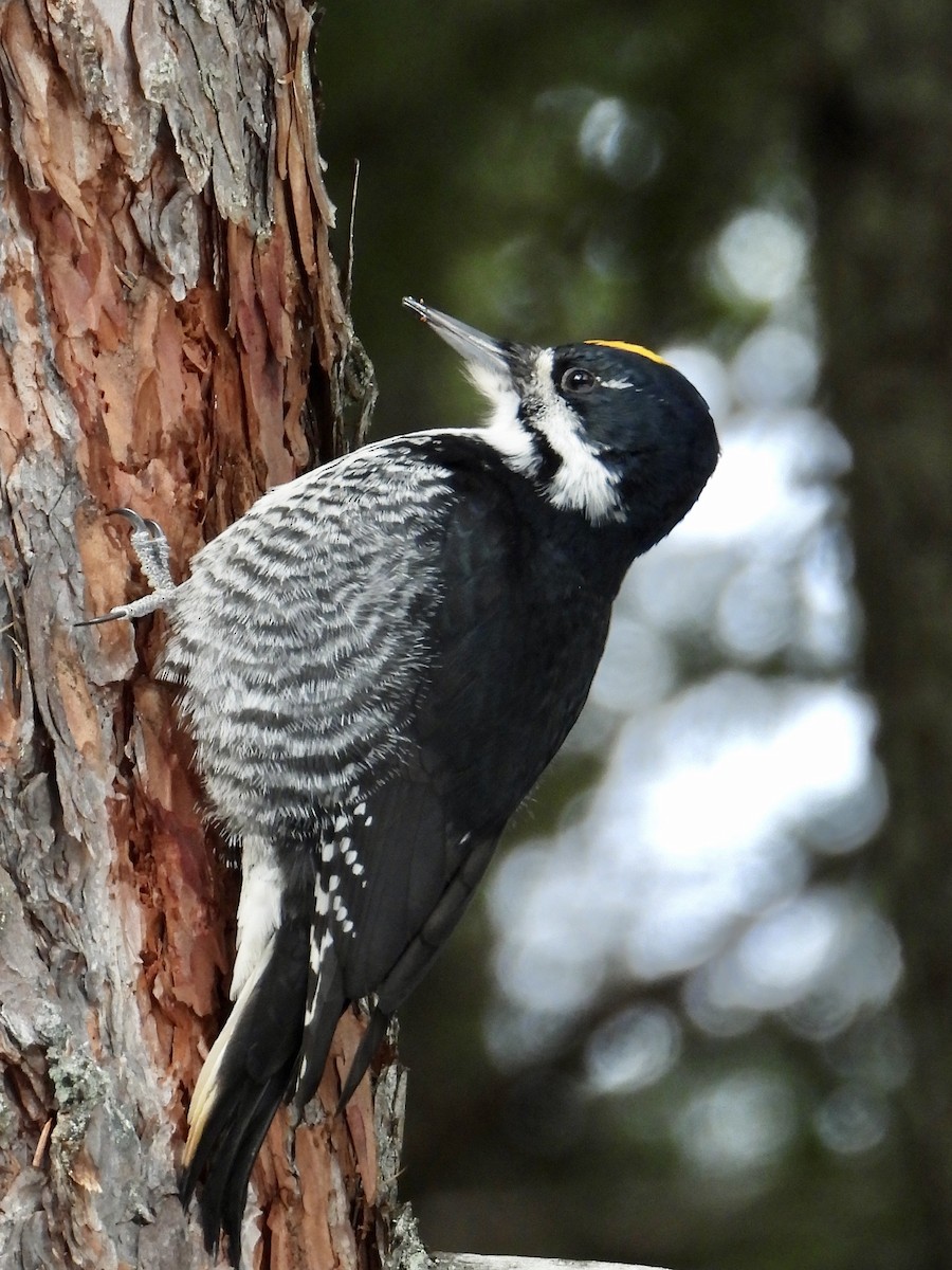 Black-backed Woodpecker - ML301854001
