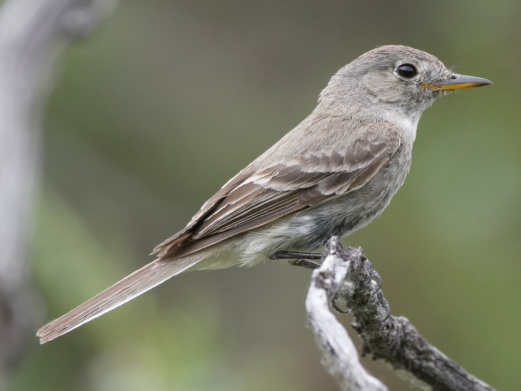 Gray Flycatcher - eBird