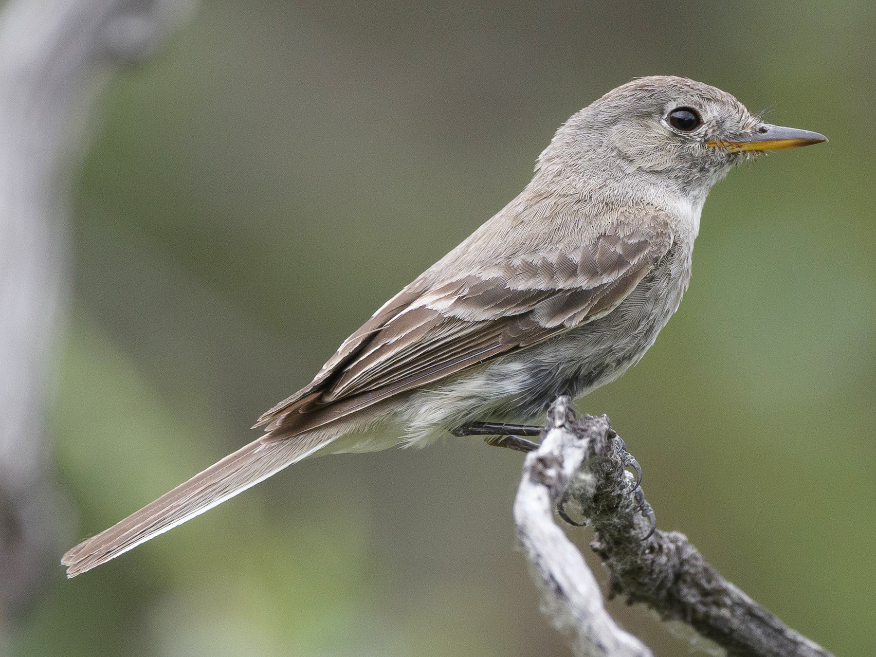 Bird flycatcher new arrivals