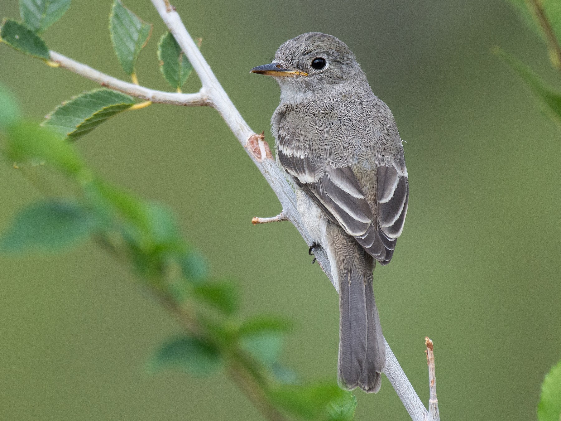 Gray Flycatcher - Jack Parlapiano