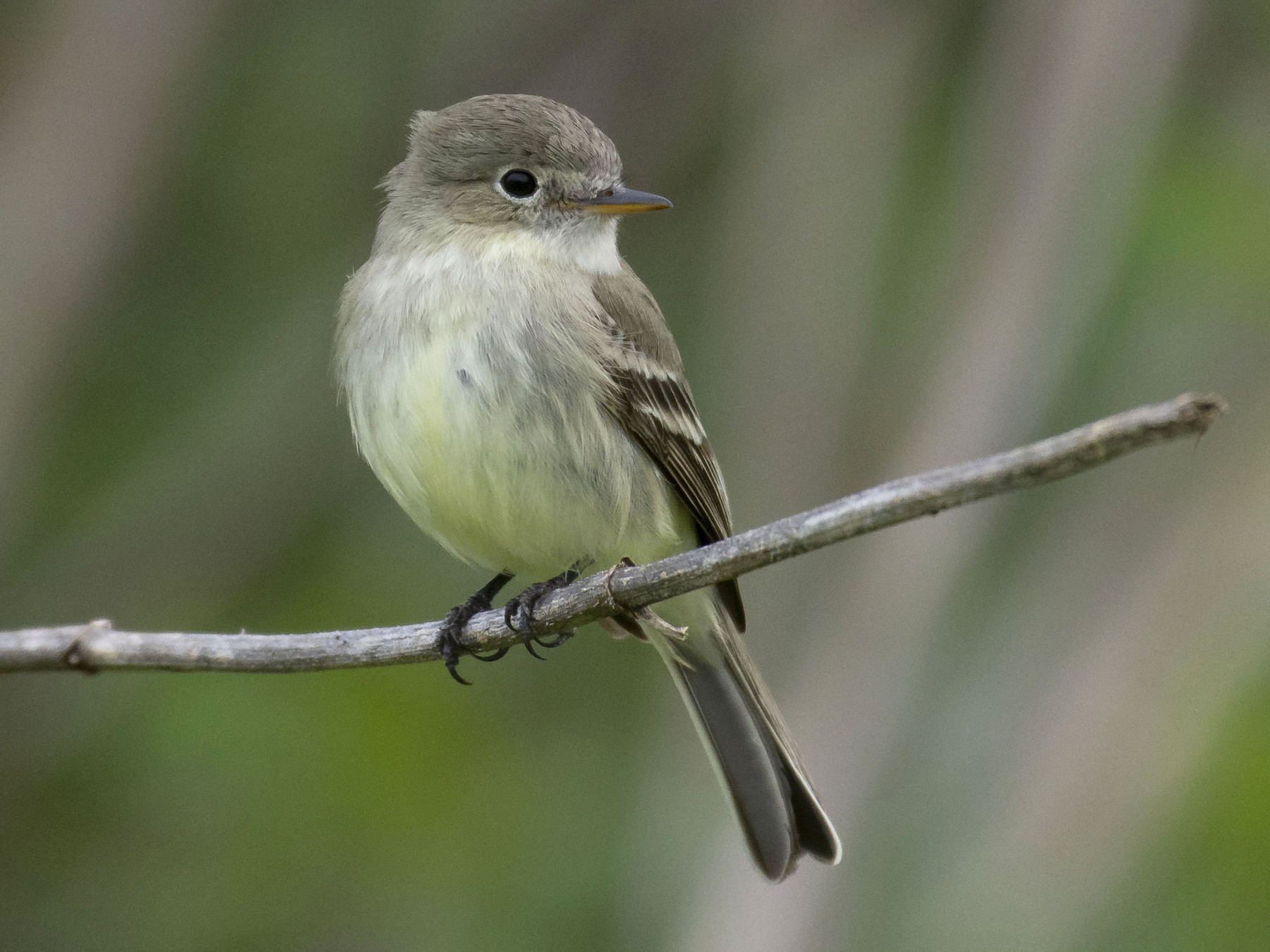 dusky flycatcher baby