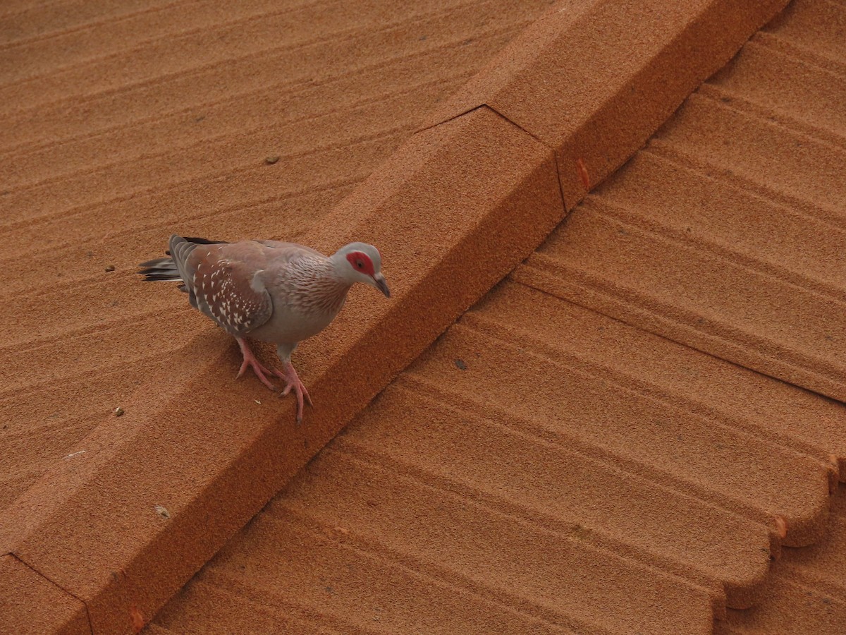 Speckled Pigeon - Filipe Canário
