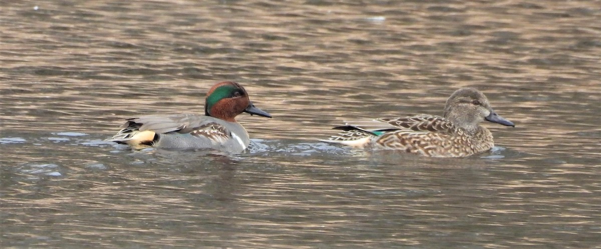 Green-winged Teal - ML301857241