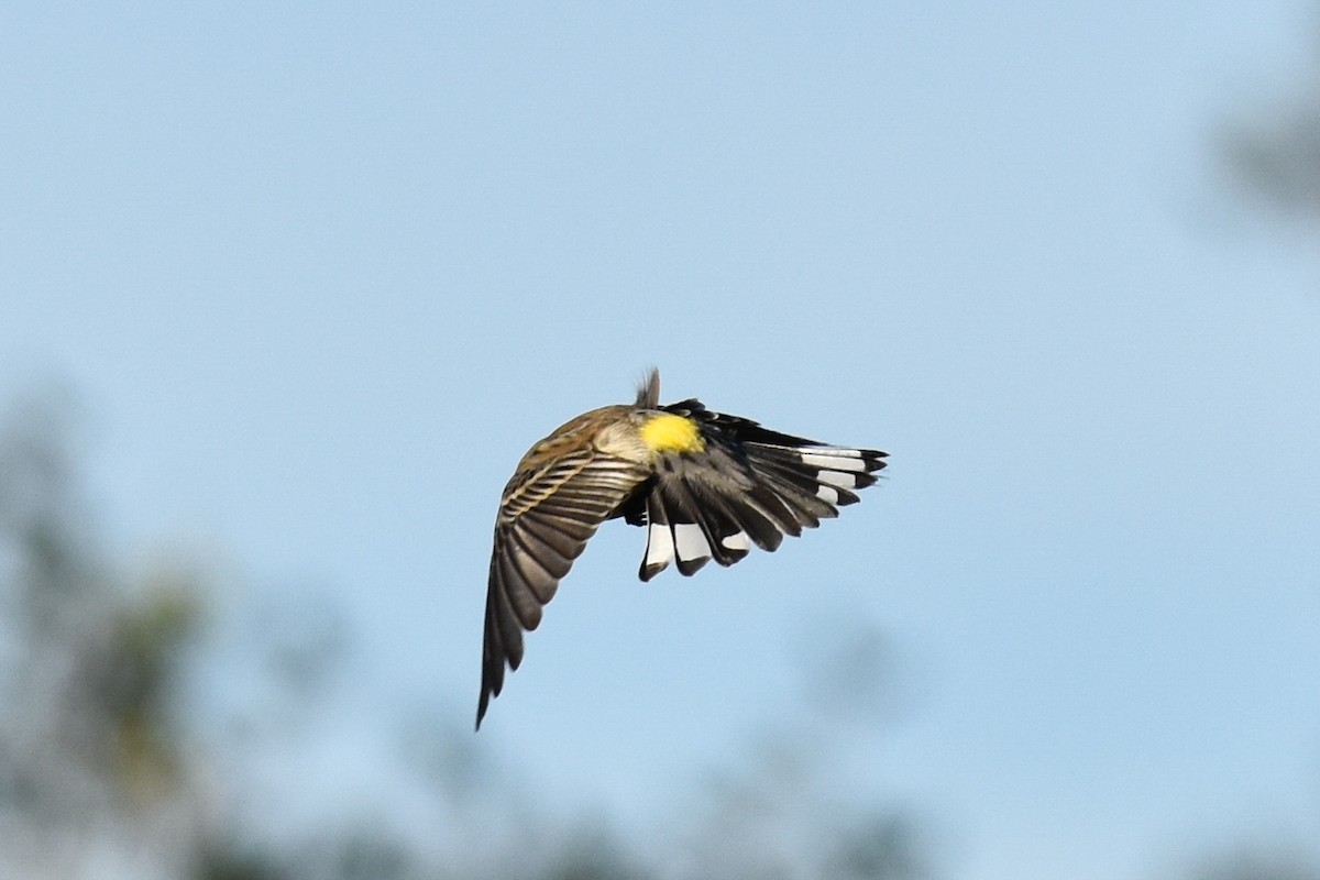 Yellow-rumped Warbler (Audubon's) - Max Brodie
