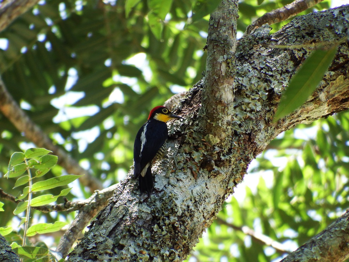 Yellow-fronted Woodpecker - Bobby Wilcox