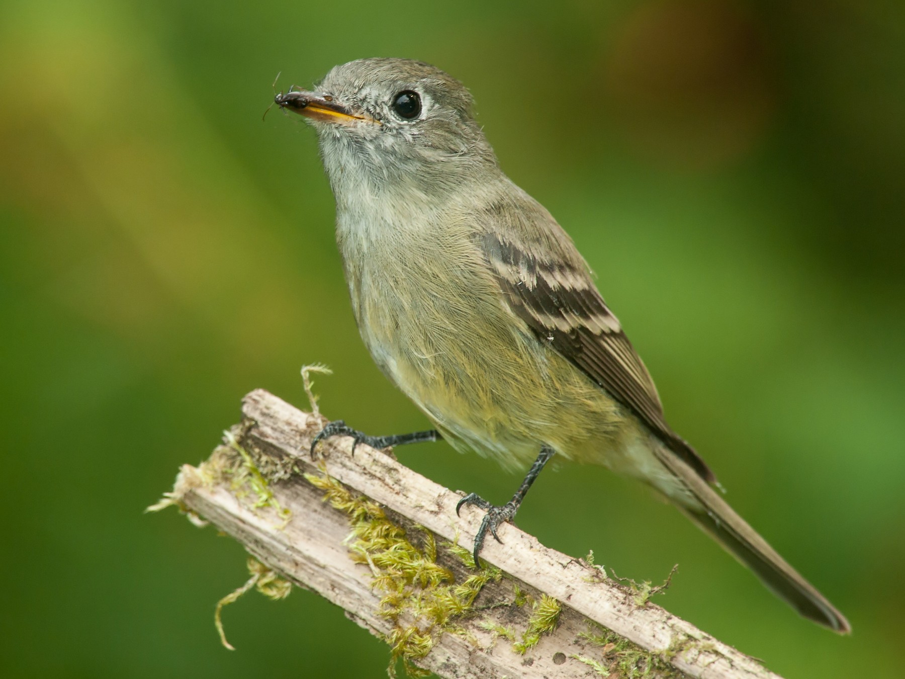 Dusky Flycatcher - Martin Dollenkamp