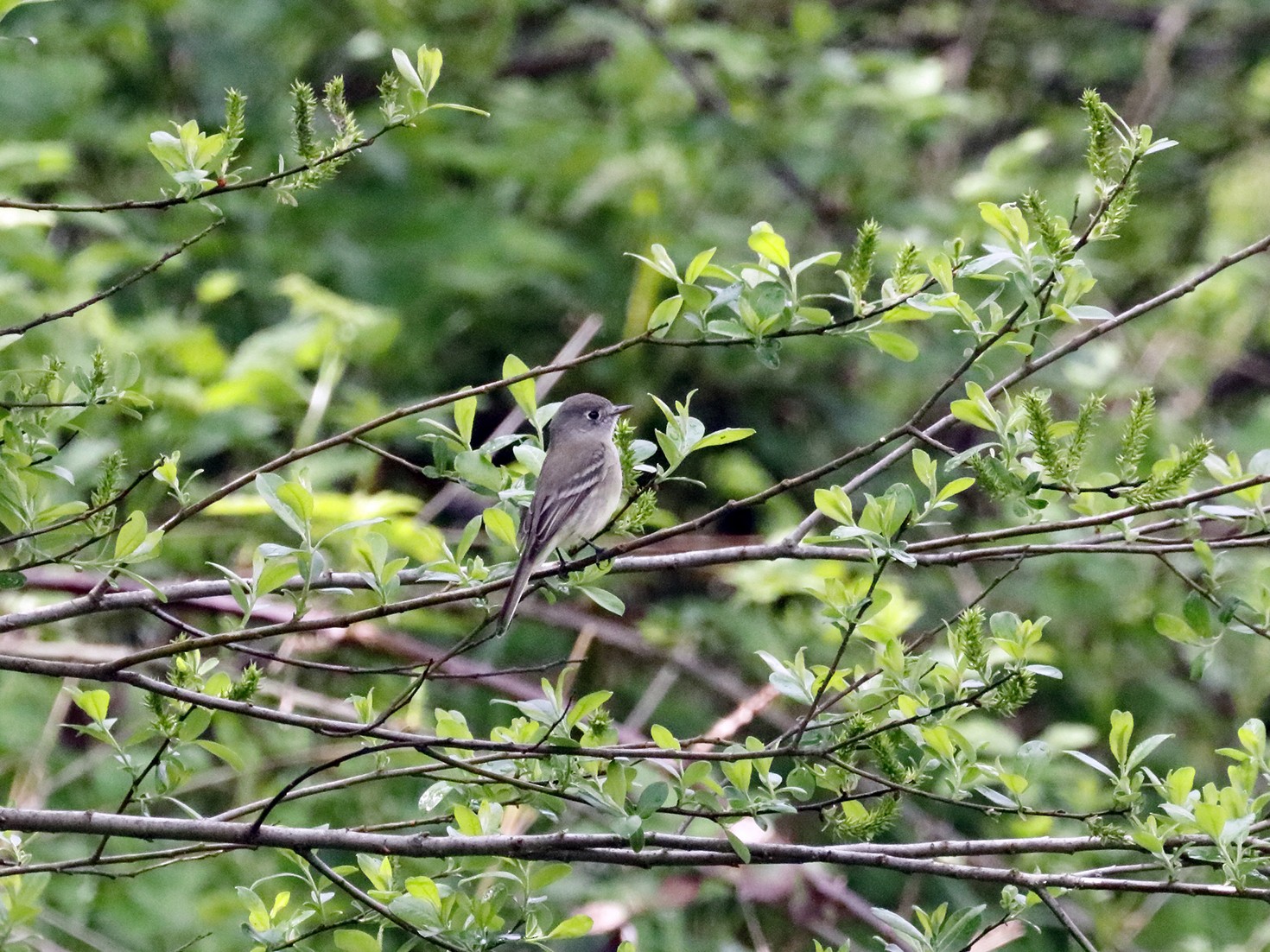 Dusky Flycatcher - Gregory Johnson