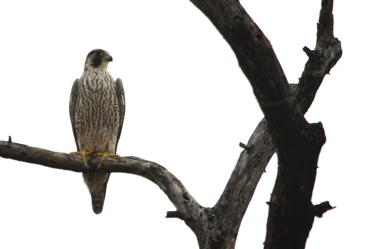 Peregrine Falcon (African) - Markus Lilje