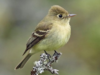  - Western Flycatcher (Pacific-slope)