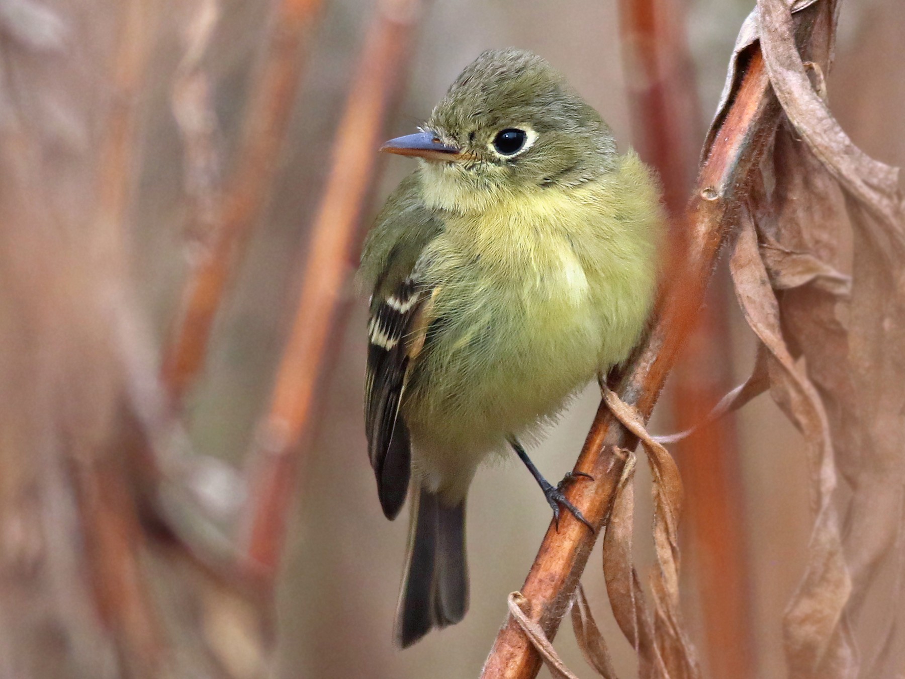 Western Flycatcher (Pacific-slope) - Jeremiah Trimble