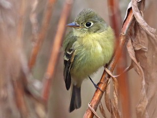 Western Flycatcher - eBird