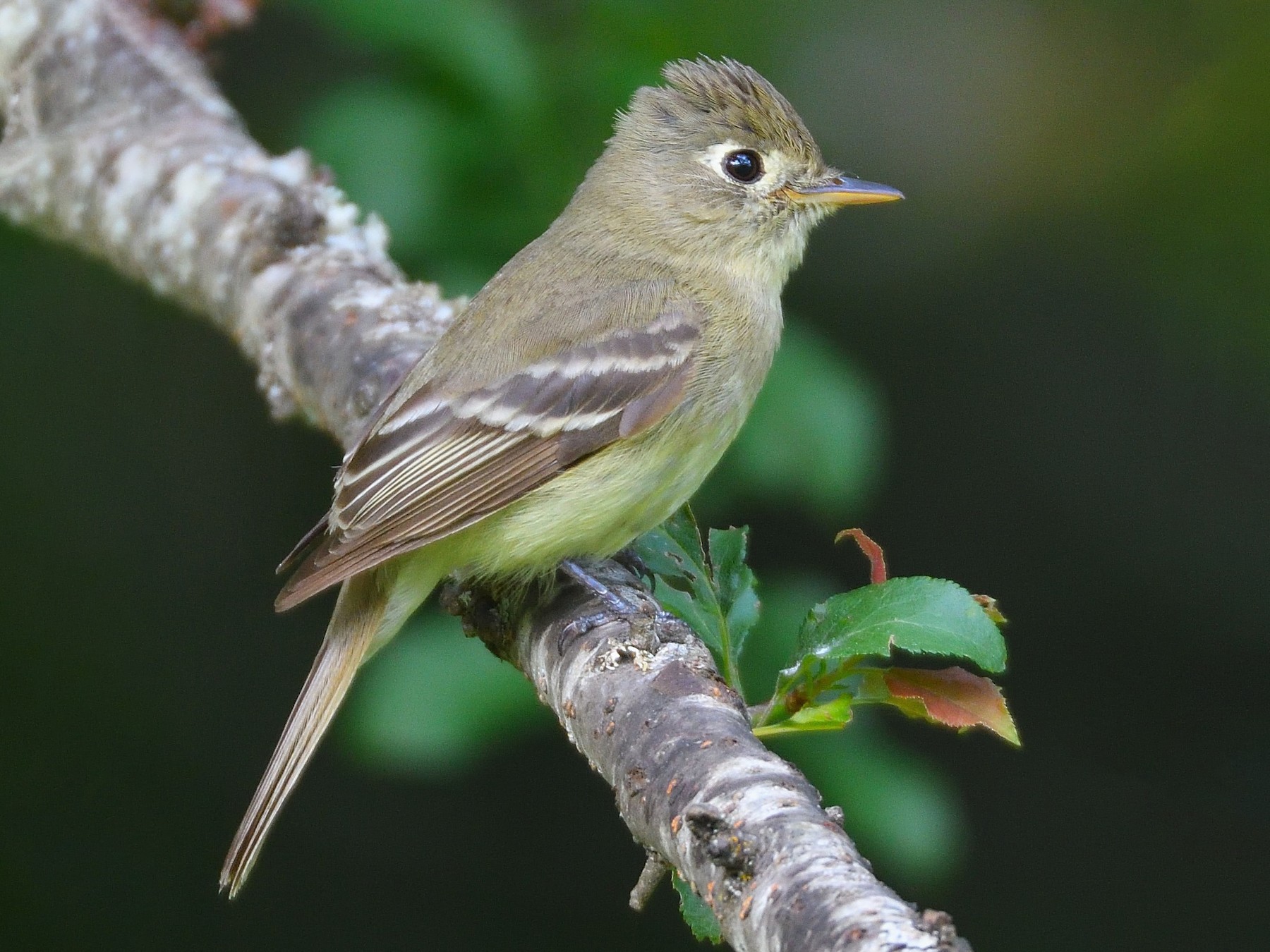 Western Flycatcher (Cordilleran) - Linda Laing