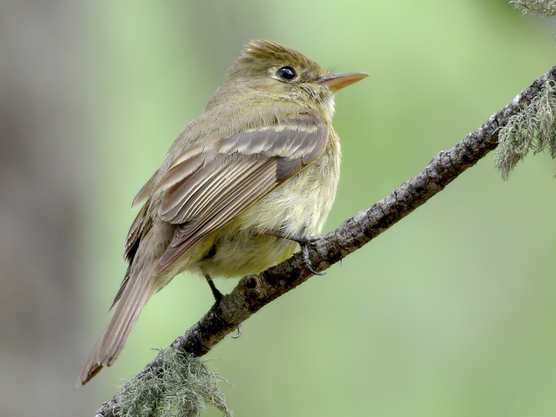 Western Flycatcher (Cordilleran) - Oliver Patrick