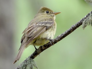 脚付きシエッポ　FLYCATCHER w.foot SIEPPO Yellow-footed Flycatcher - eBird