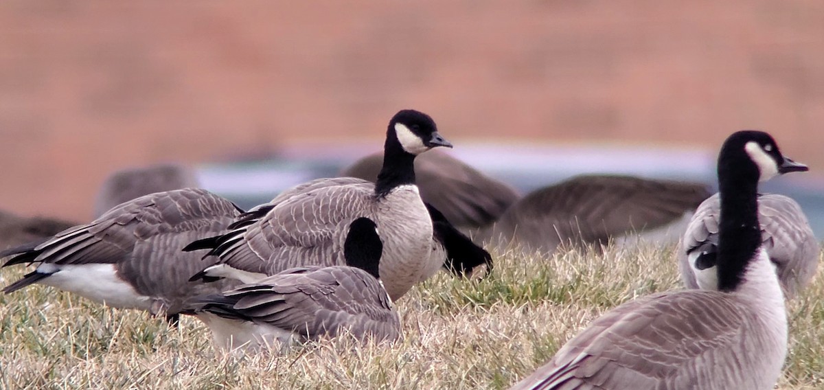 eBird Checklist 27 Jan 2021 Mason Early Childhood Center Pond 3