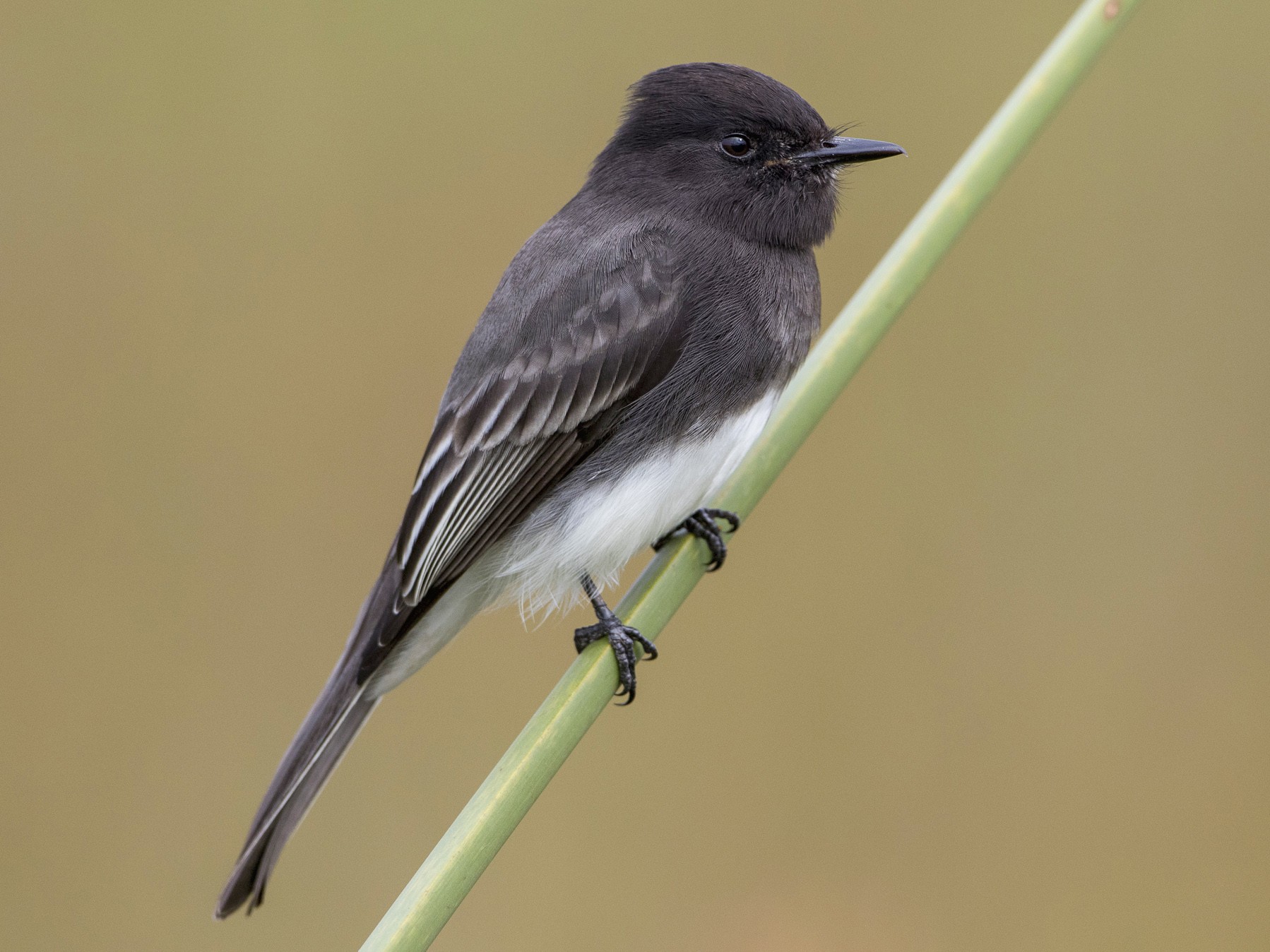 Black Phoebe - Brian Sullivan