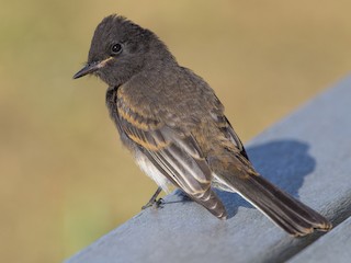 幼鳥 (Northern) - Loni Ye - ML301874671