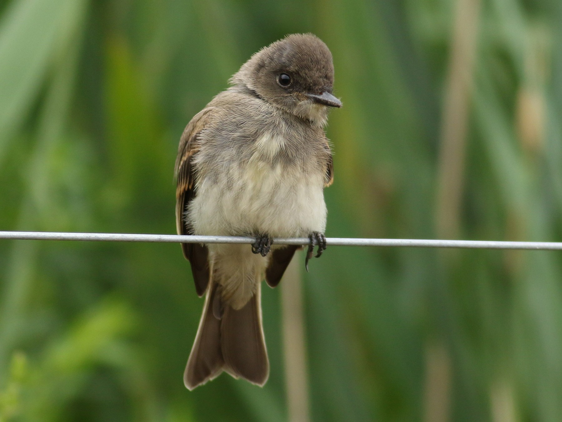 Eastern Phoebe - Jonathan Eckerson