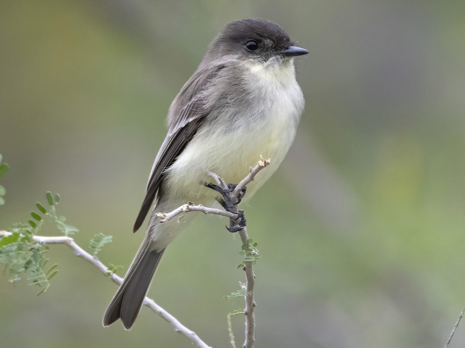 Eastern Phoebe - Bryan Calk