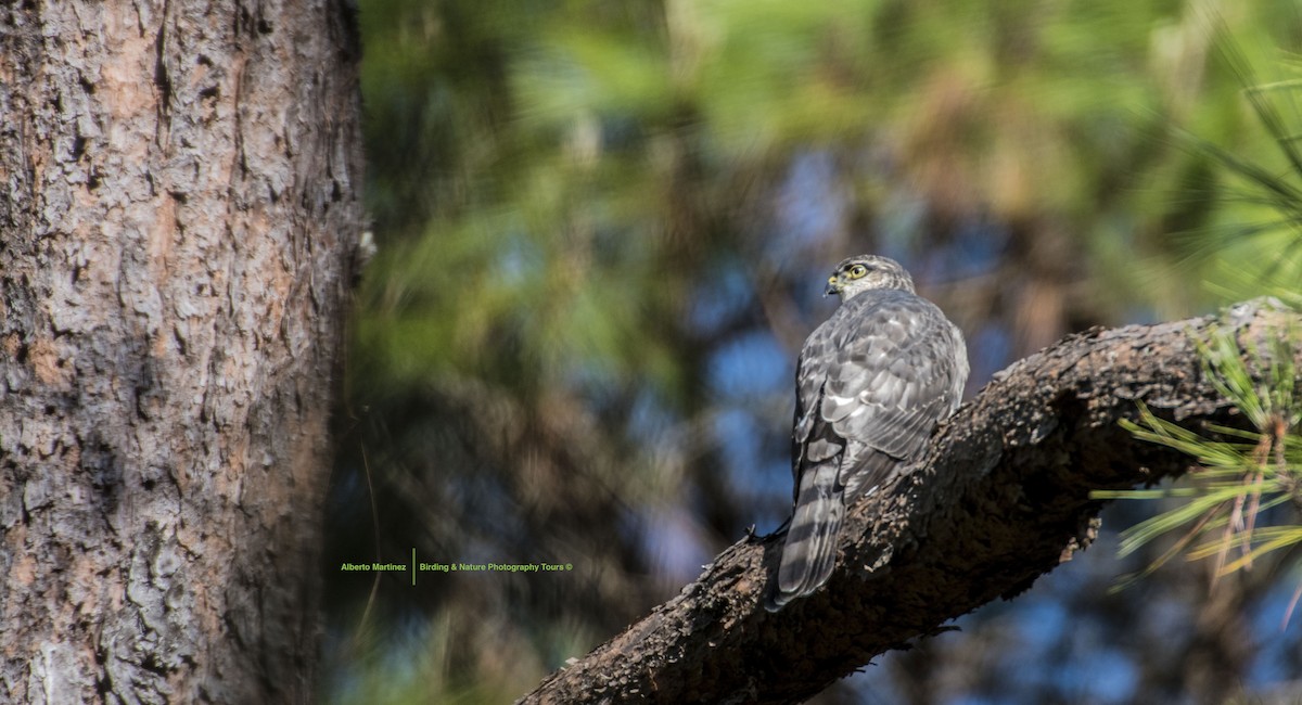 Sharp-shinned Hawk (White-breasted) - RoyalFlycatcher Birding Tours & Nature Photography