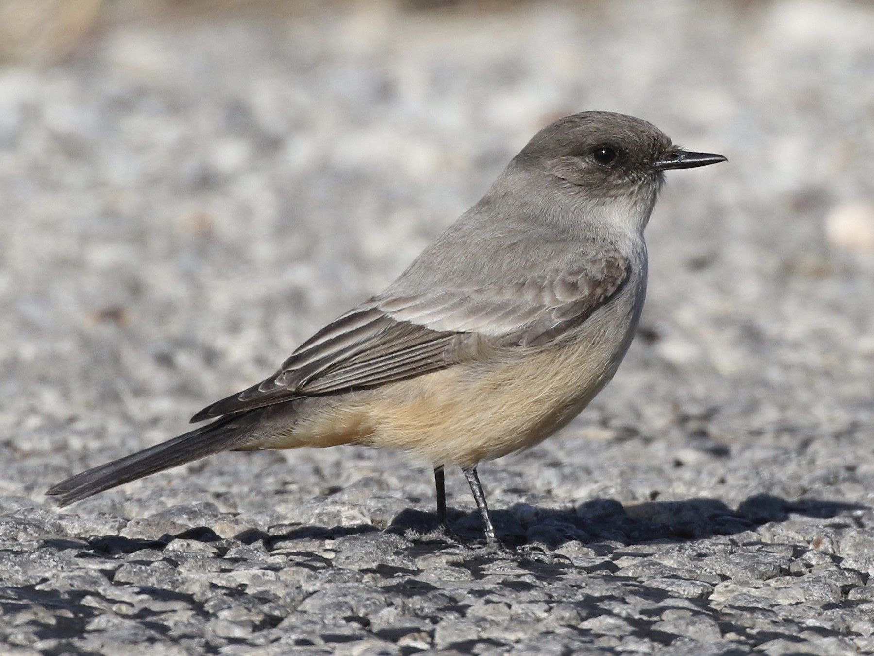 Say's Phoebe - Christian Fernandez