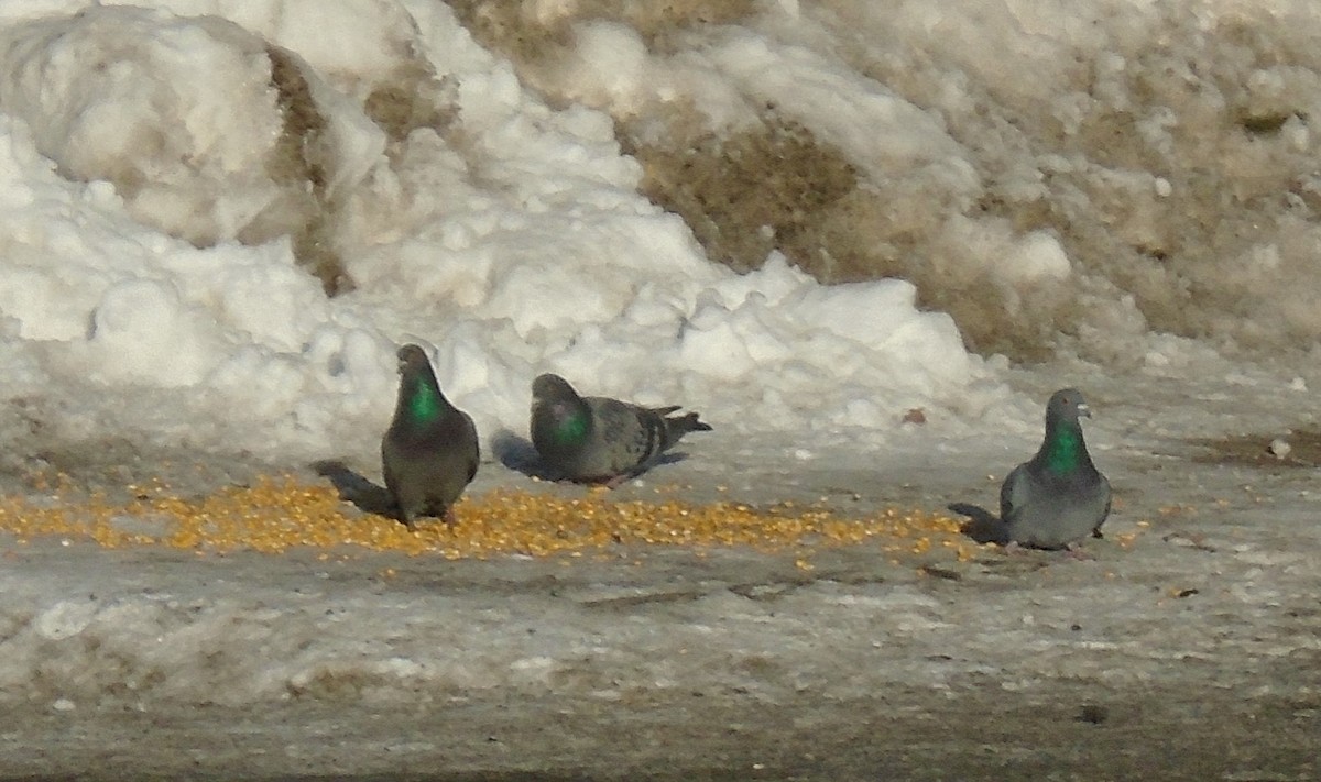 Rock Pigeon (Feral Pigeon) - ML301885641