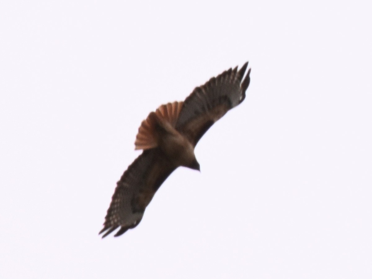 Red-tailed Hawk - ML301893861