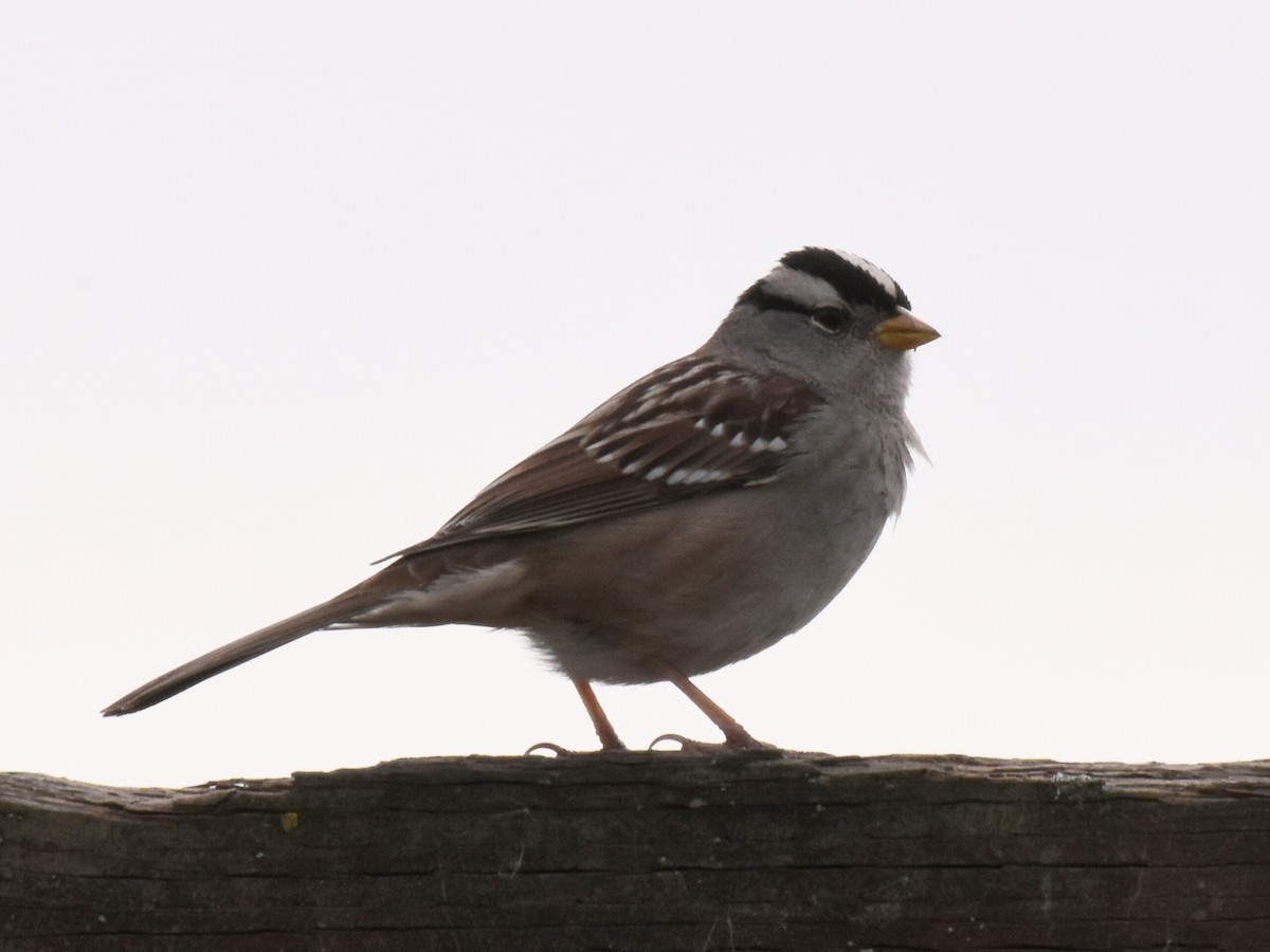 White-crowned Sparrow - ML301894861