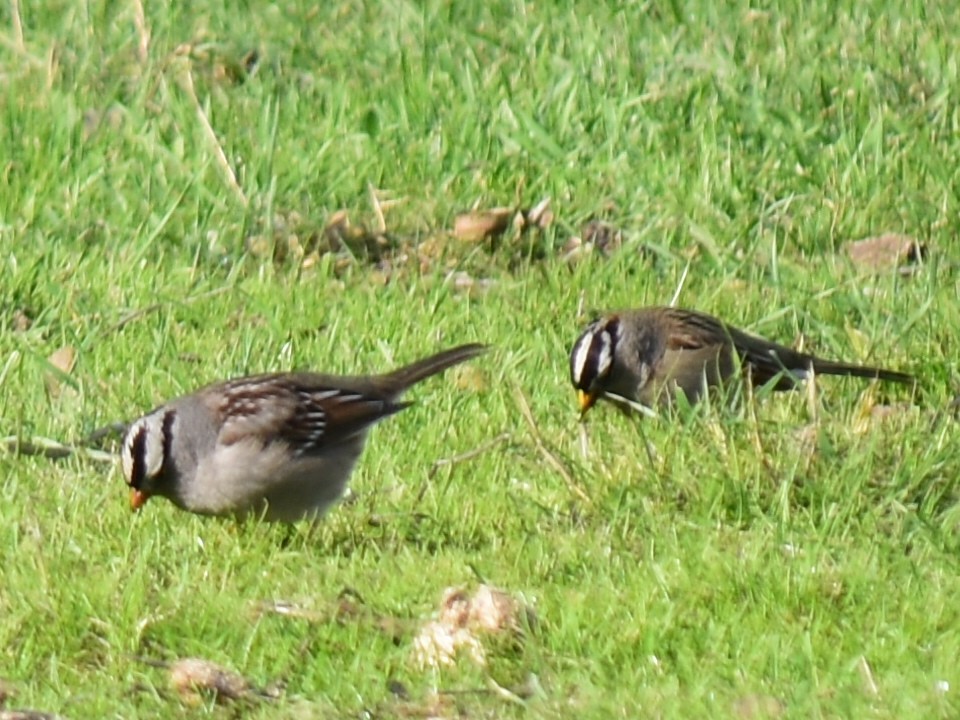 White-crowned Sparrow - ML301894961