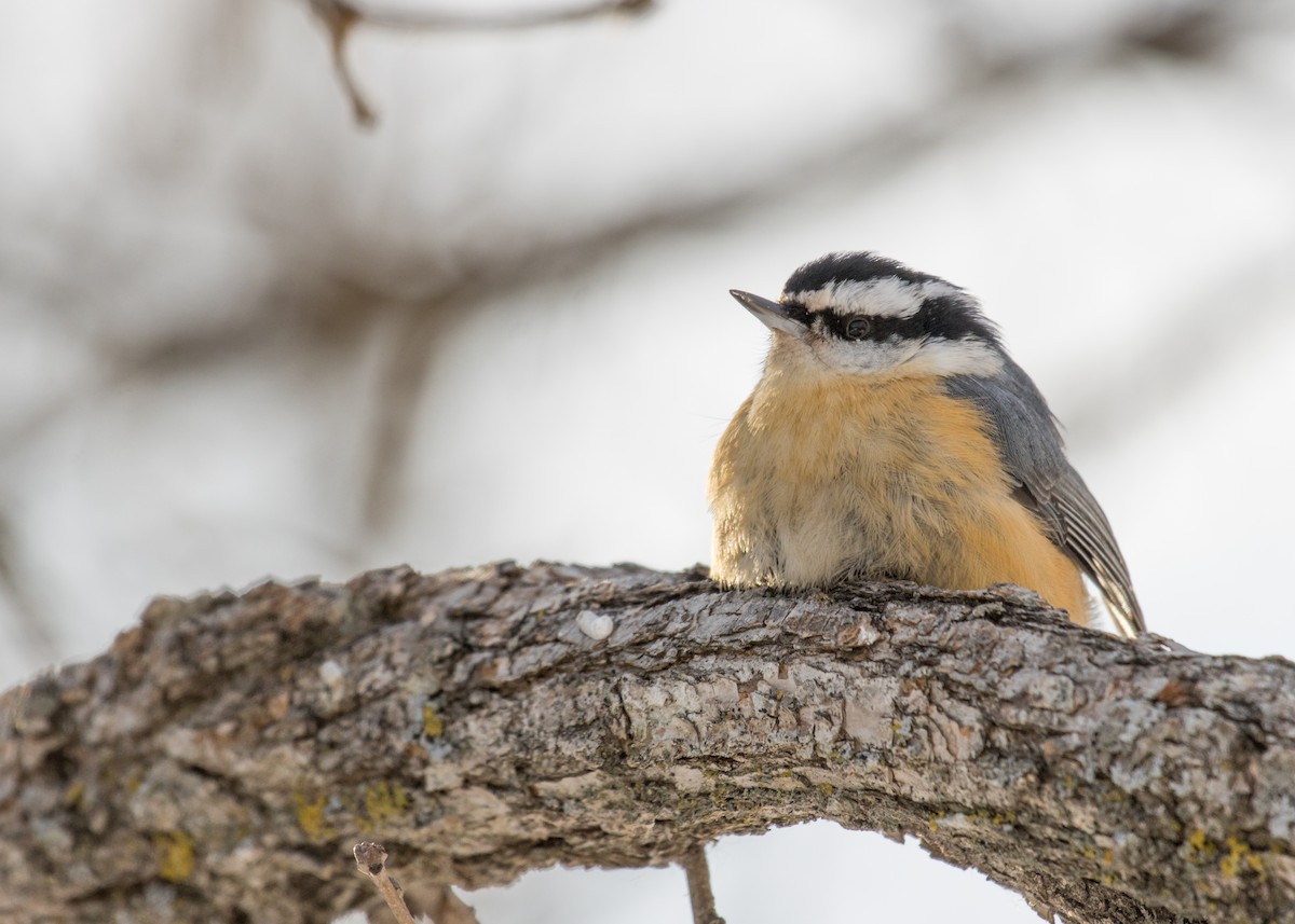 Red-breasted Nuthatch - ML301895251