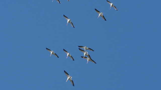 pelikán severoamerický - ML301895351